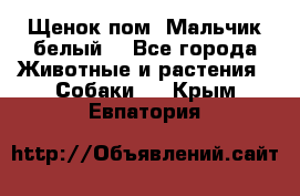 Щенок пом. Мальчик белый  - Все города Животные и растения » Собаки   . Крым,Евпатория